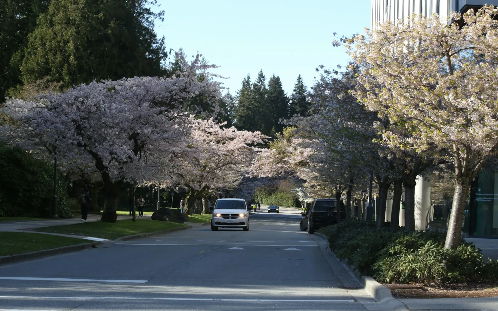 A Vancouver street lined with blossoming cherry trees