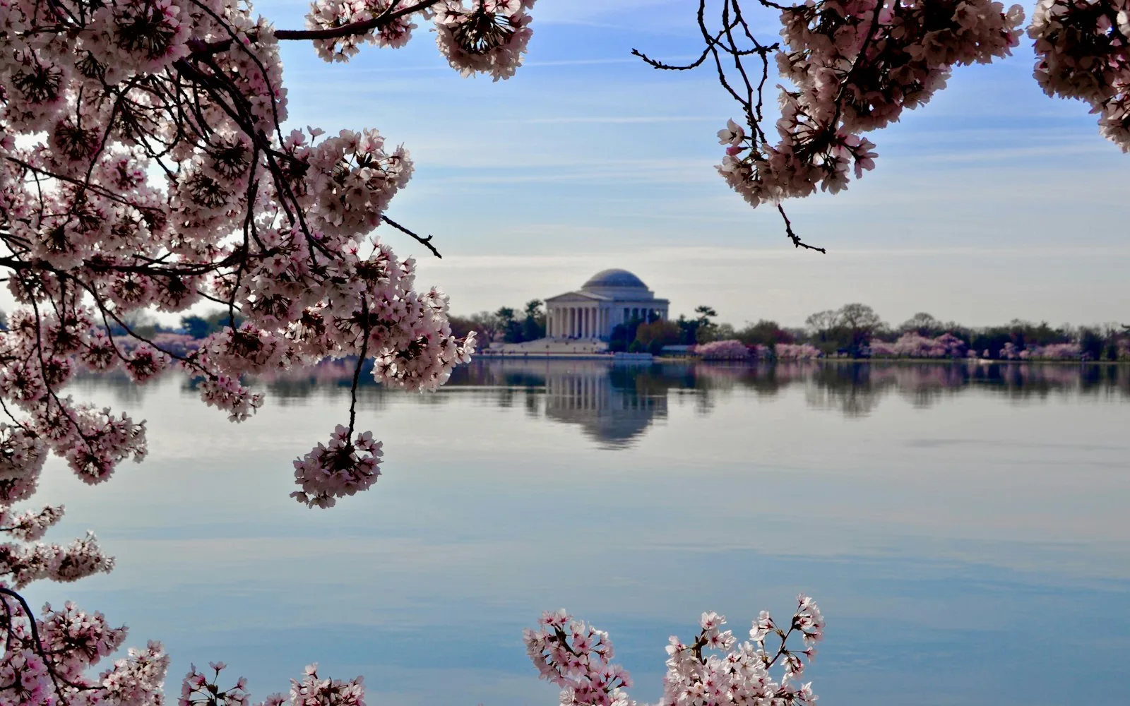 Cherry blossom around the Tidal Basin in Washington, DC