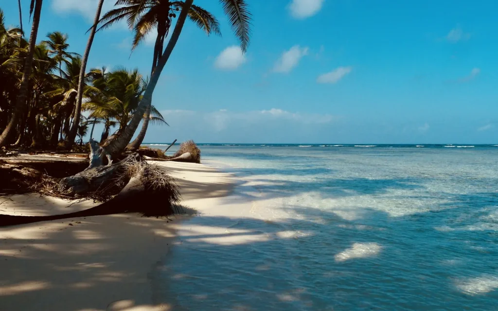 Palms leaning over the calm shallows of Grand Cayman