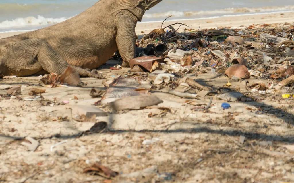 A Komodo dragon on the shore of Komodo National Park, Indonesia