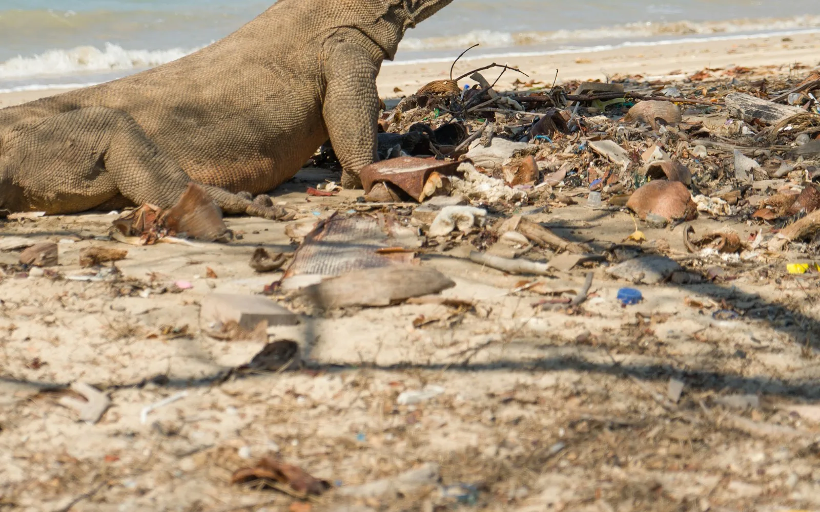 A Komodo dragon on the shore of Komodo National Park, Indonesia