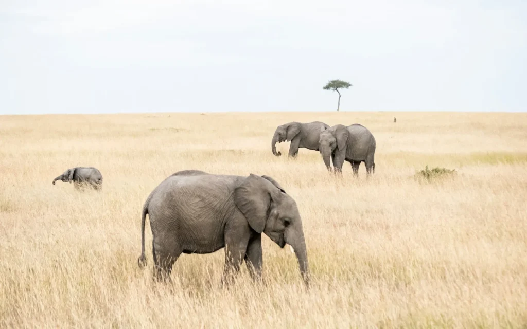 Elephants crossing the golden grassland of the Maasai Mara, Kenya