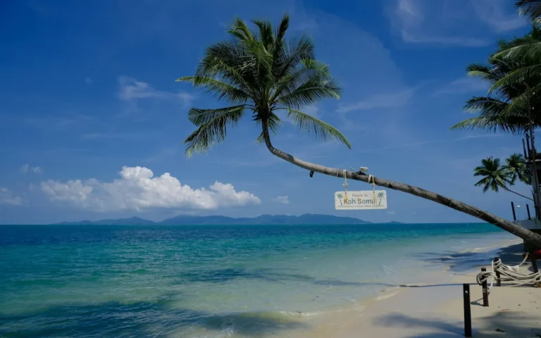 A leaning palm over the calm shallows of Koh Samui, Thailand