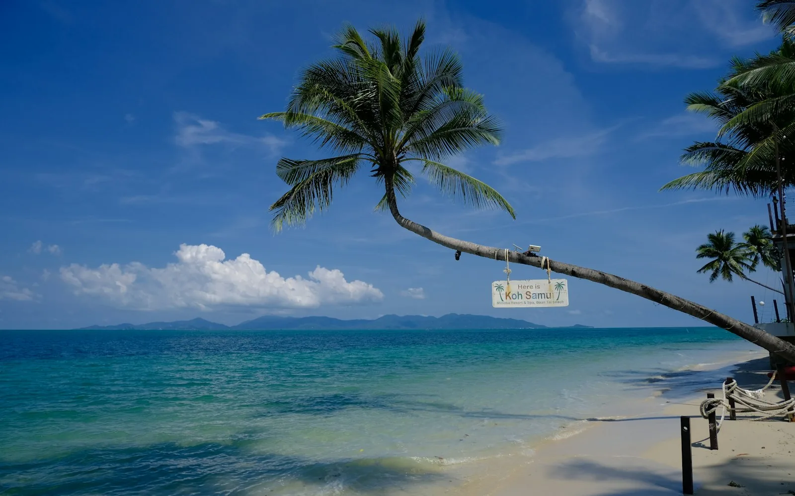 A leaning palm over the calm shallows of Koh Samui, Thailand