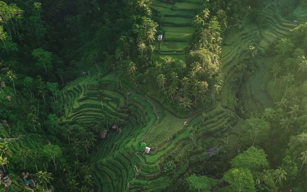 The emerald rice terraces of Bali, Indonesia