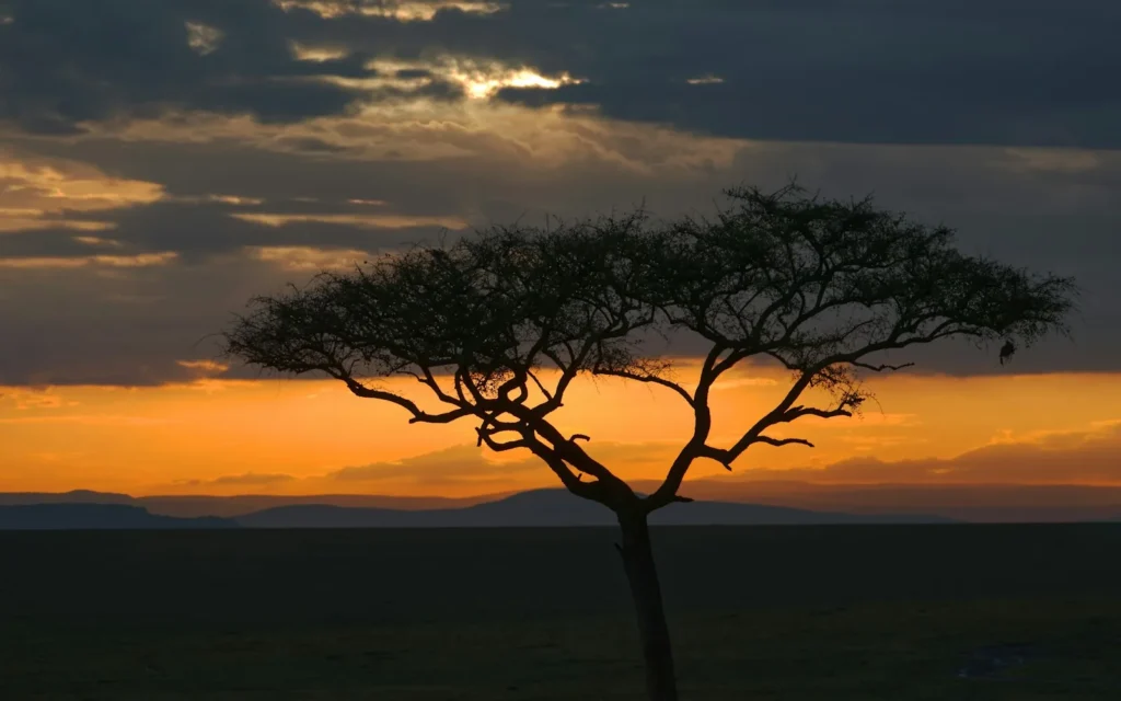 A lone acacia tree silhouetted against an African sunset on the Serengeti, Tanzania