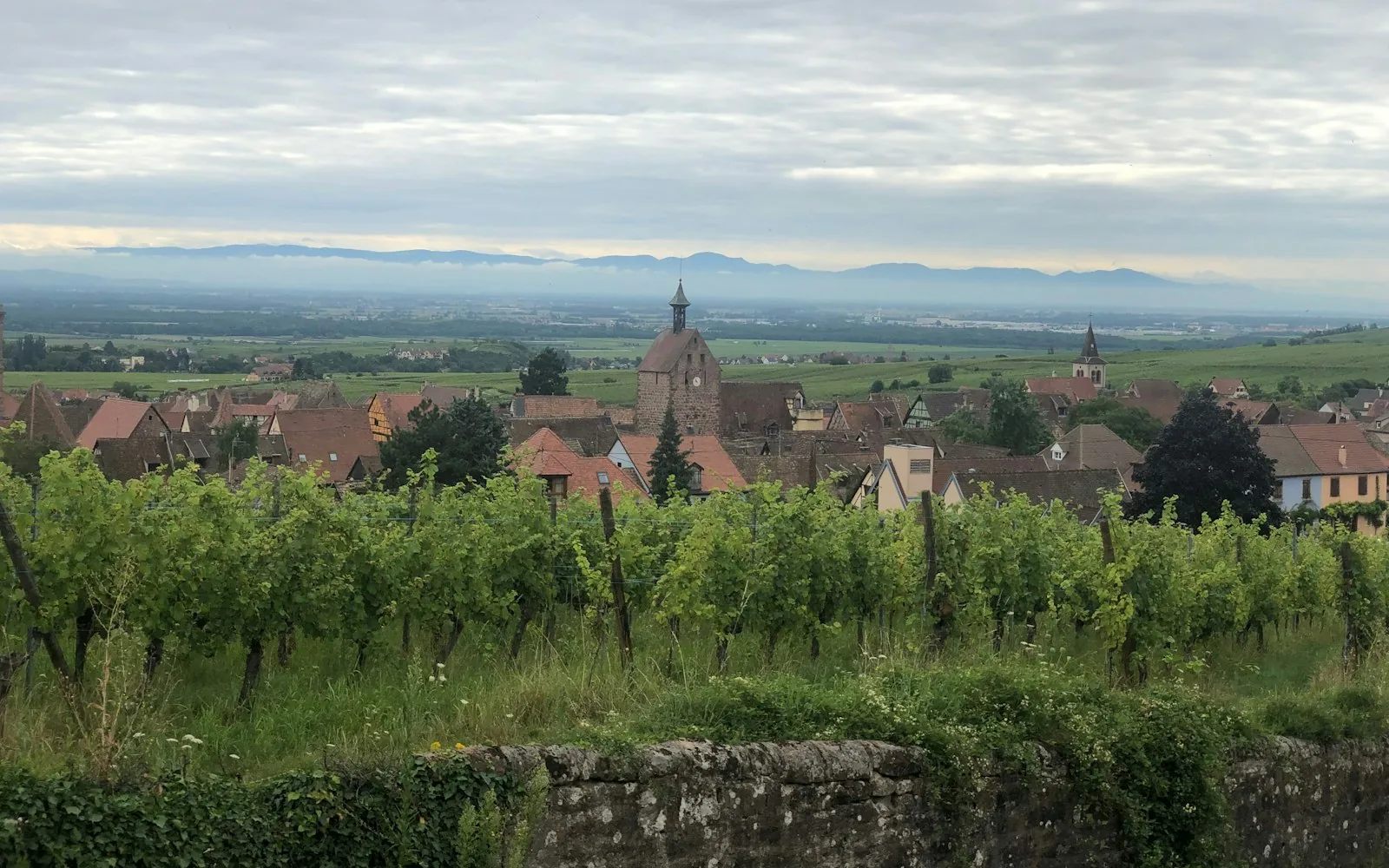 Vineyards running up to a village church spire on the Alsace wine route