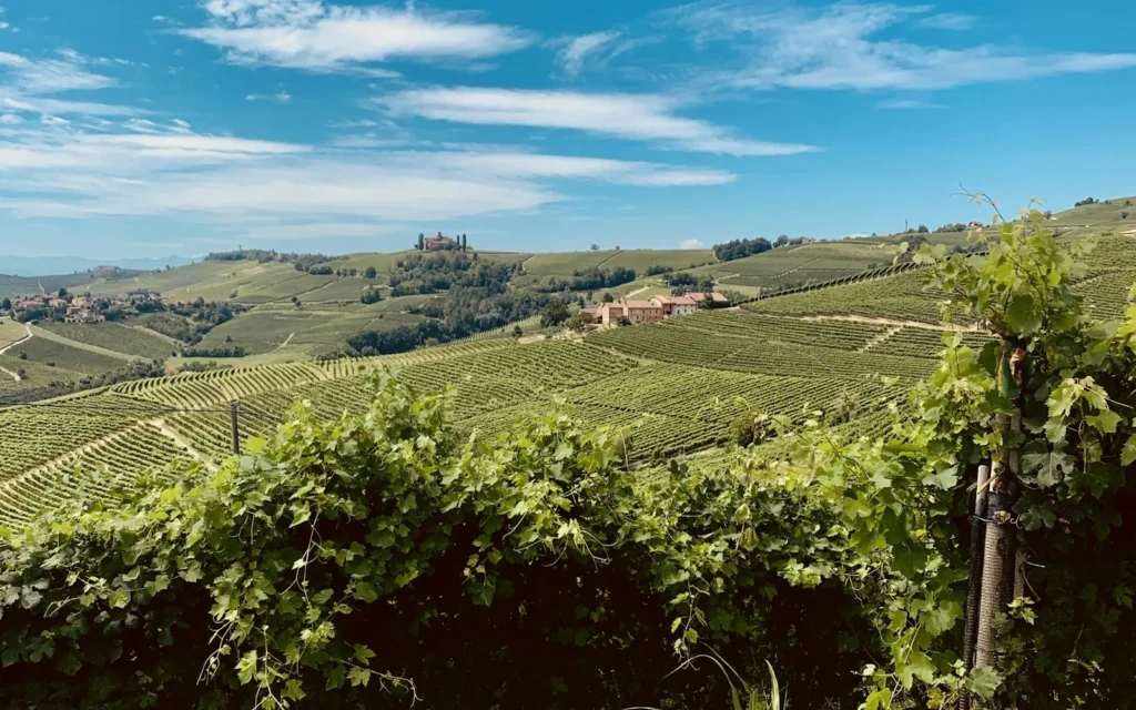 Vineyard rows across the Langhe hills of Piedmont, Italy