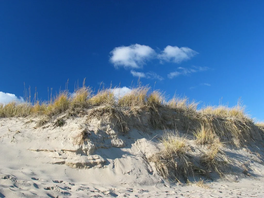 A marram-grass dune above the beach on Cape Cod, Massachusetts