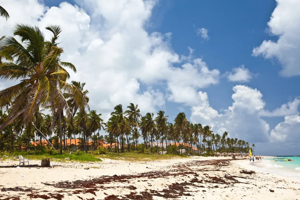 Coconut palms along a white sand beach at Punta Cana in the Dominican Republic