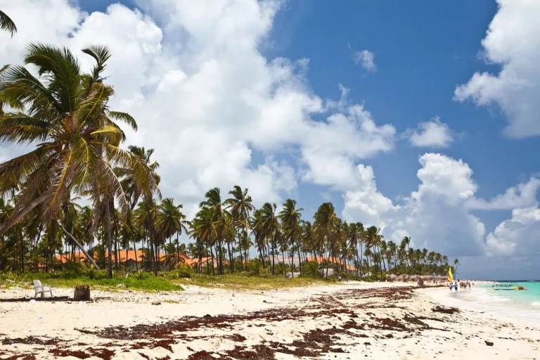 Coconut palms along a white sand beach at Punta Cana in the Dominican Republic