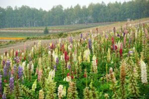 Hokkaido Travel Guide: Real Costs, Best Time, What to Skip