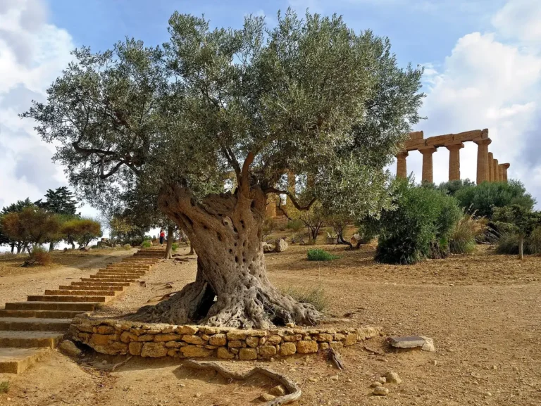Sicily vs Sardinia: Which Should You Choose? (2026 Real Take)